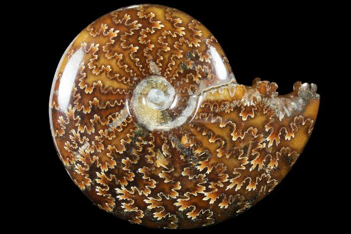Polished, Agatized Ammonite (Cleoniceras) - Madagascar #94257